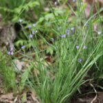 Blue eyed grass (Sisyrinchium spp.)