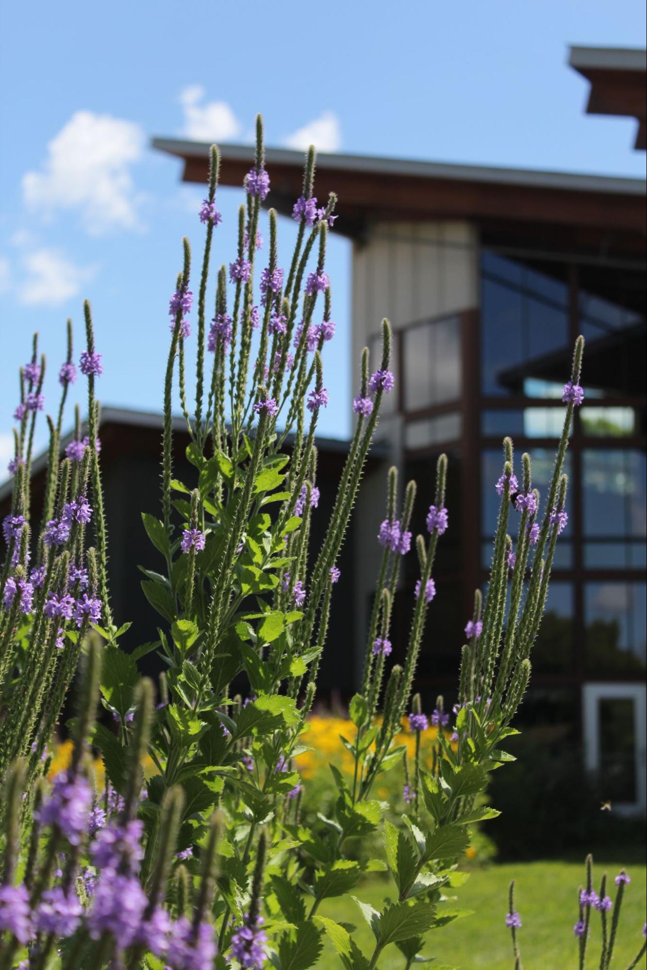 Hoary Vervain (Verbena stricta)