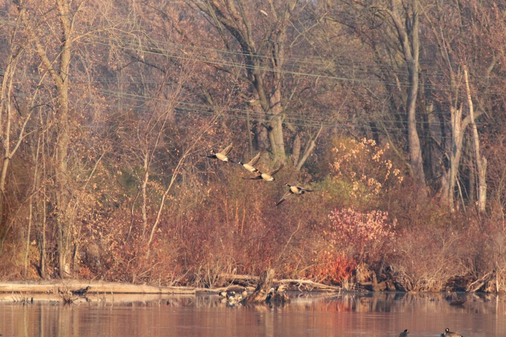 ducks flying over pond