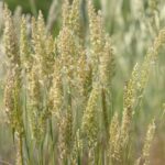 June Grass (Koeleria macrantha)