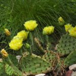 Plains Prickly Pear Cactus (Opuntia macrorhiza)