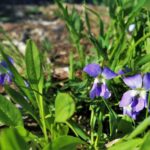 Prairie Violet (Viola pedatifida)