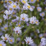 Smooth Aster (Aster laevis)