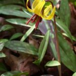 Trout Lily (Erythronium americanum)