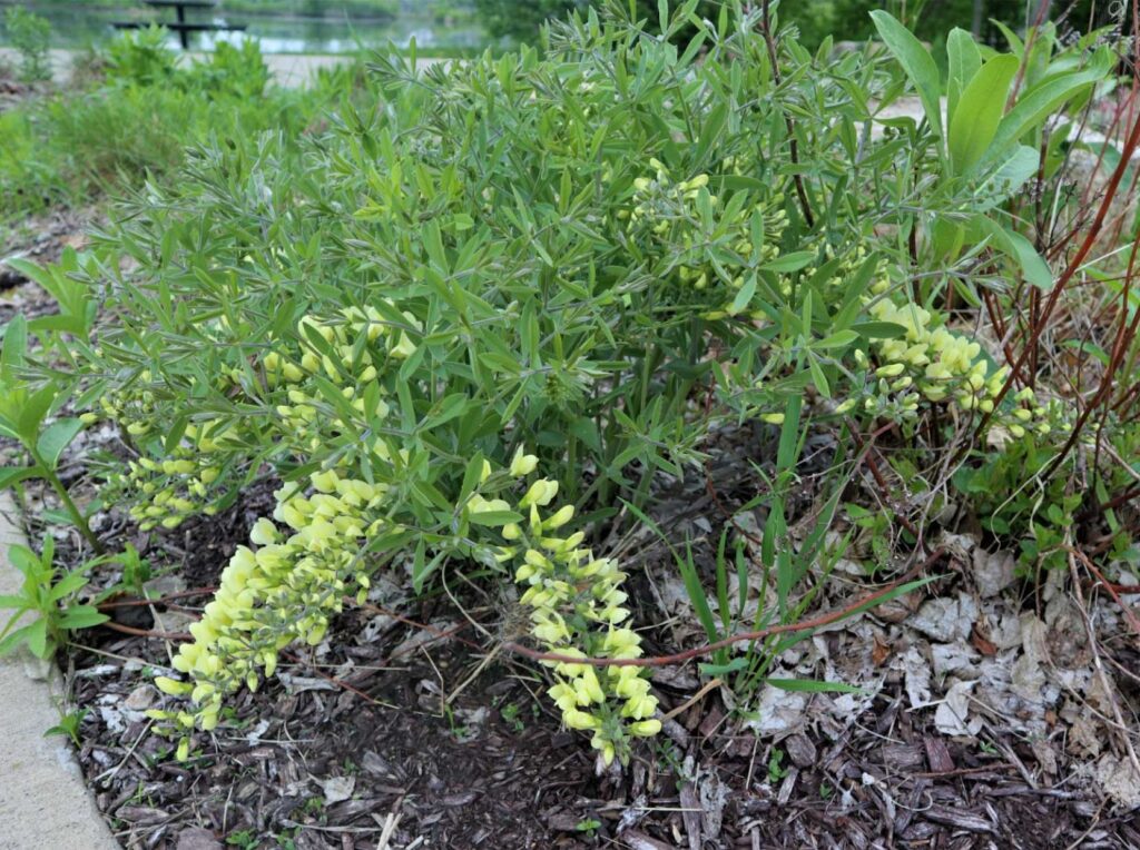 Cream Wild Indigo (Baptisia leucophaea)