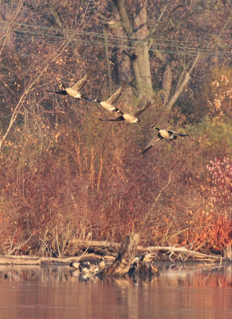 ducks flying over marsh area