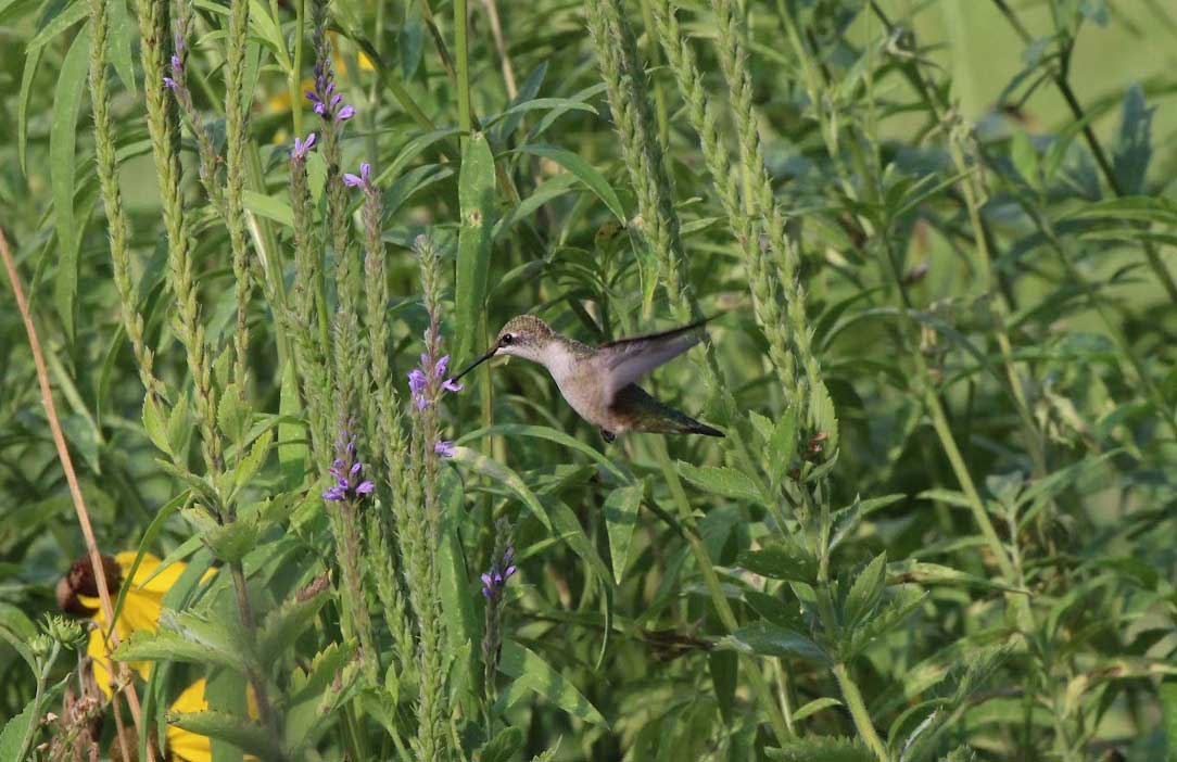 humming bird