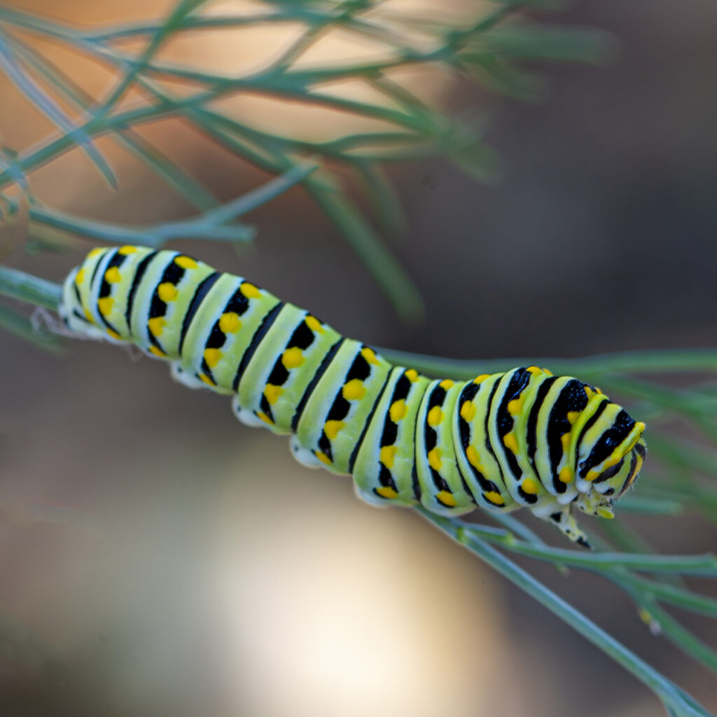 caterpillar