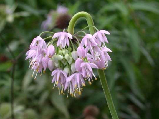 Nodding Pink Onion (Allium cernuum)