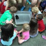kids gathered around a turtle