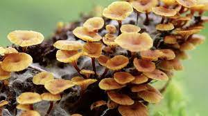 Insects and Fungi ... Oh My!