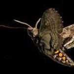 Nocturnal Insects Progra