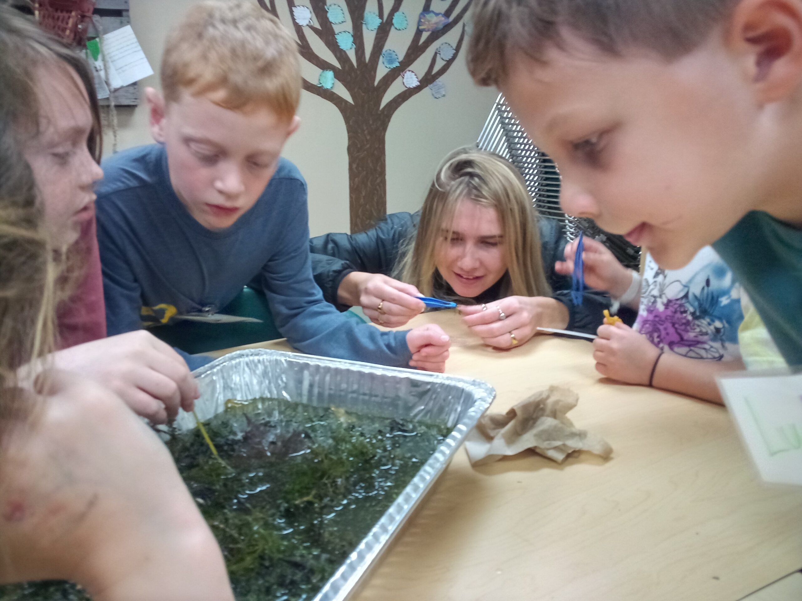 Three young learners looking into silver pan of marsh plants and water on a table with a female leader at the far end of the table with tweezers.