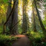 Forest Bathing Programs at The Nature Place