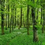 Forest Bathing Program at The Nature Place