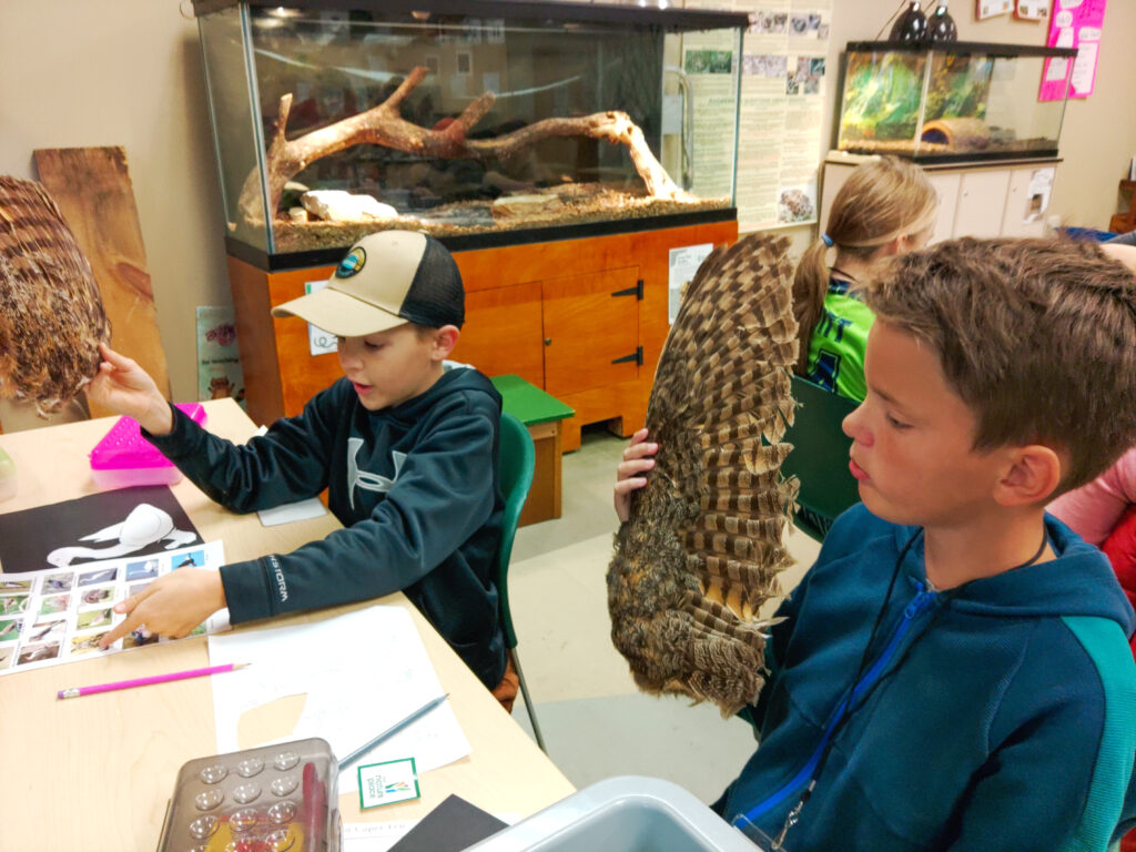 One homeschool student is holding a Great Horned Owl wing, while another is holding an owl tail and pointing at an identification sheet.