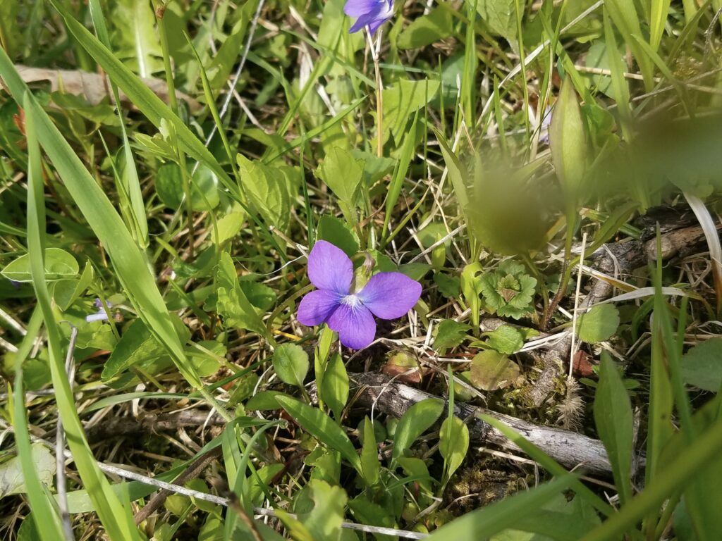 Wood violets blooming in a cow pasture