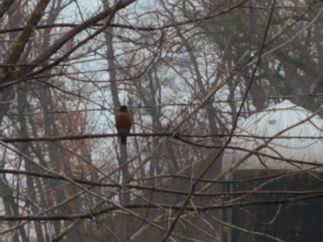 a robin waiting out a snowstorm on a tree branch