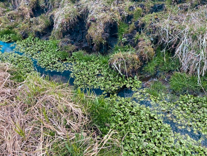 watercress growing along the banks of a spring fed creek.