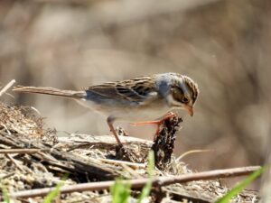 A Clay-colored Sparrow is foraging on the ground. The bird is small, streaky brown, and scratching up leaf litter with its foot.