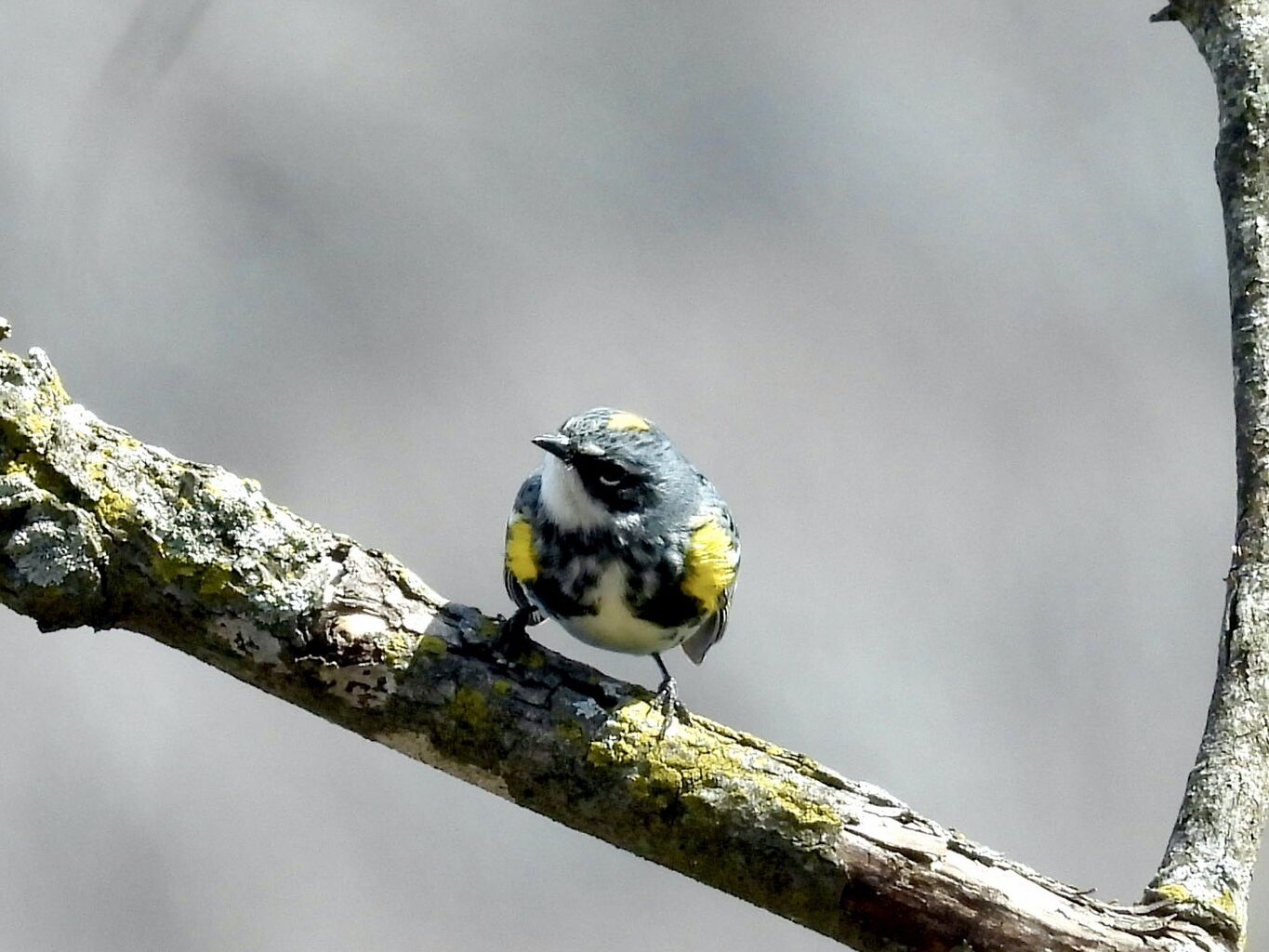 A Yellow-rumped Warbler, a small gray and white bird with yellow markings, perches on a tree branch. 