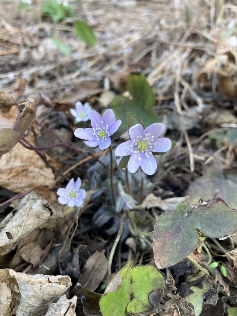 The pale purple hepatica blossoms I spotted while looking for the bloodroot.