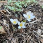 Spring Memory Camp at The Nature Place - Respite Care With a Camp Experience For Loved Ones With Dementia