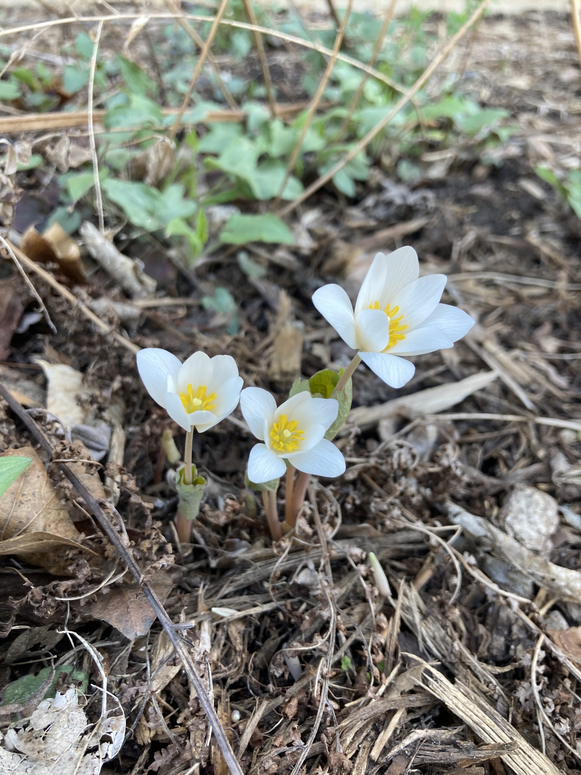 Spring Memory Camp at The Nature Place - Respite Care With a Camp Experience For Loved Ones With Dementia