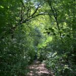 Guided Forest Bathing Walks