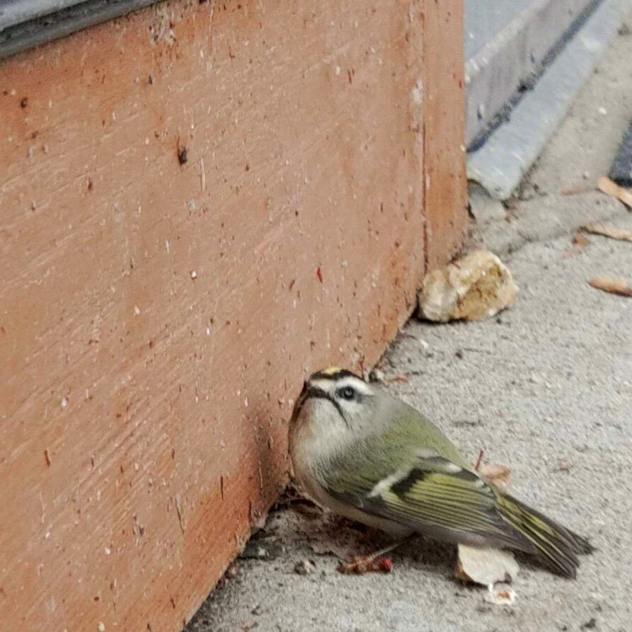 A tiny Golden-crowned Kinglet is sitting on the concrete and looking towards the camera. The bird is recovering after striking the atrium windows at The Nature Place. This collision happened before our Feather Friendly dots were applied. 