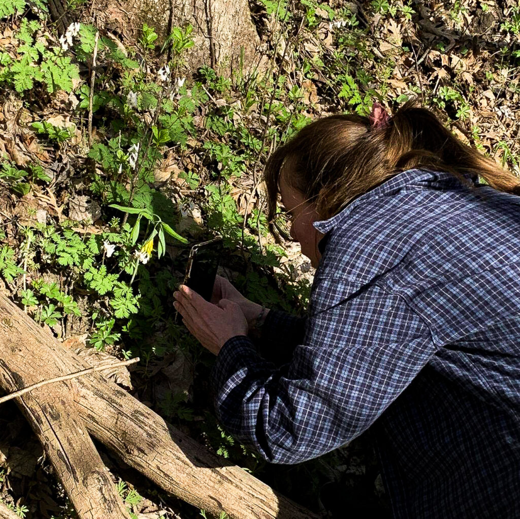 Gabby Arnold, Community Program Educator taking her first photo of bellwort for her iNaturalist species list.