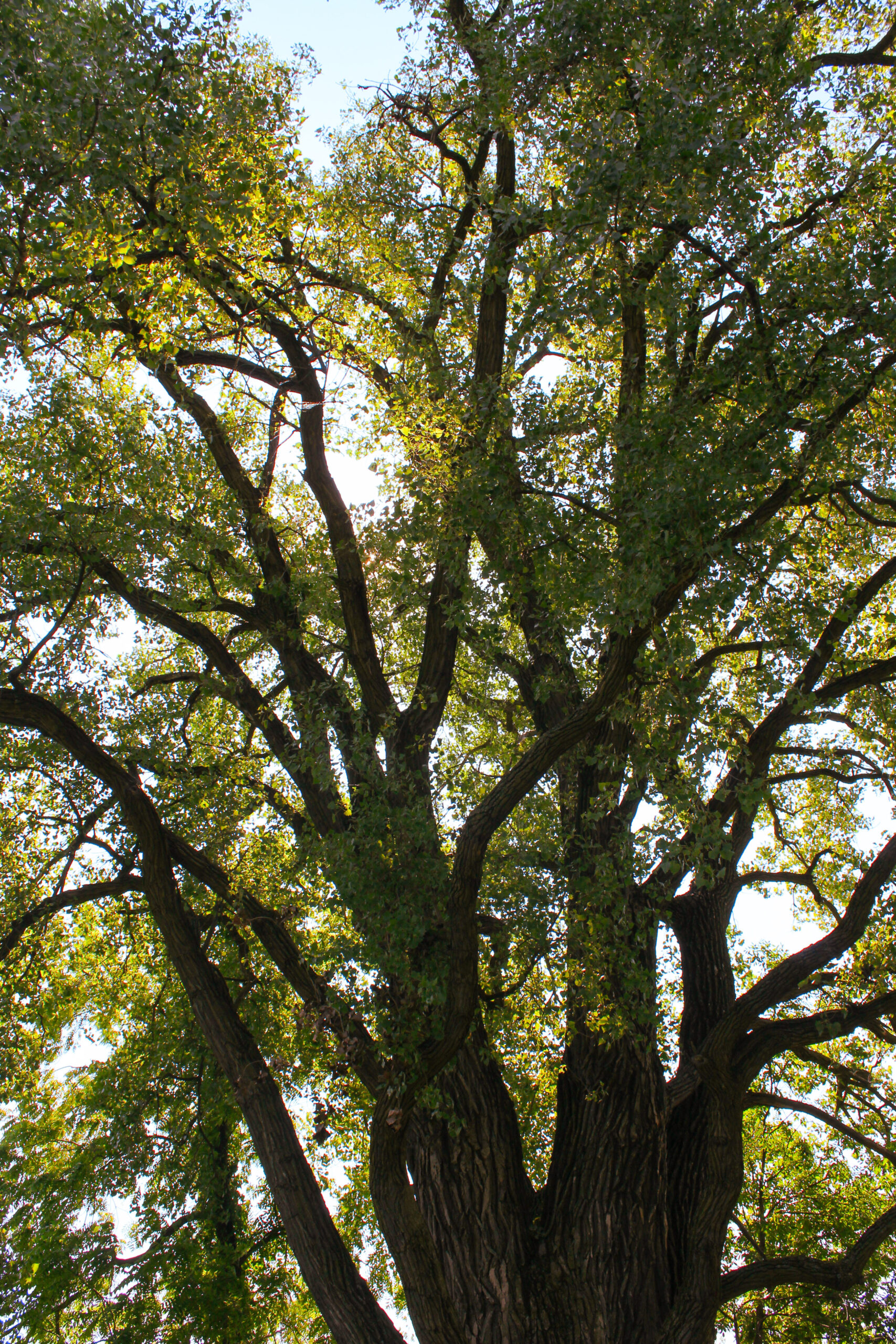 FREE Family-Friendly Forest Bathing Walk