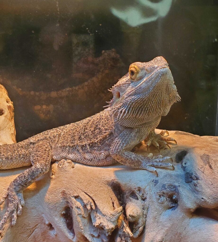 A bearded dragon lizard sitting on top of a piece of wood inside an enclosure. The bearded dragon is looking at the camera. The lizard is many different shades of grey and some brown, and has sharp claws. The bearded dragon has many spikes around his chin.