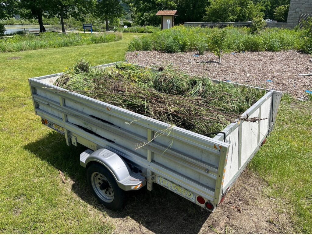 Small silver trailer filled with brush and weeds positioned in front of a native garden