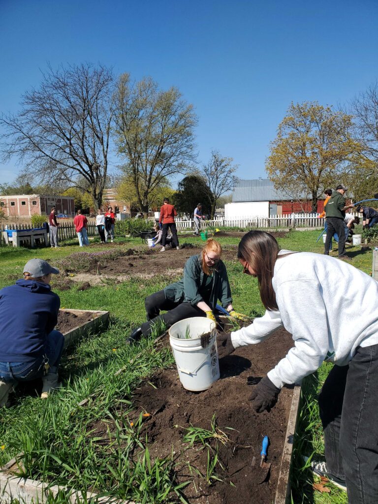 Many people working in a garden. The people have gloves on, and buckets which they are using to put weed and grass into which are being pulled from the garden. 