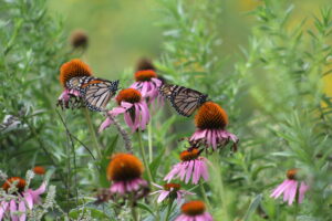 Purple Coneflowers with a Silvery Chersopt Butterfly on the seed head.