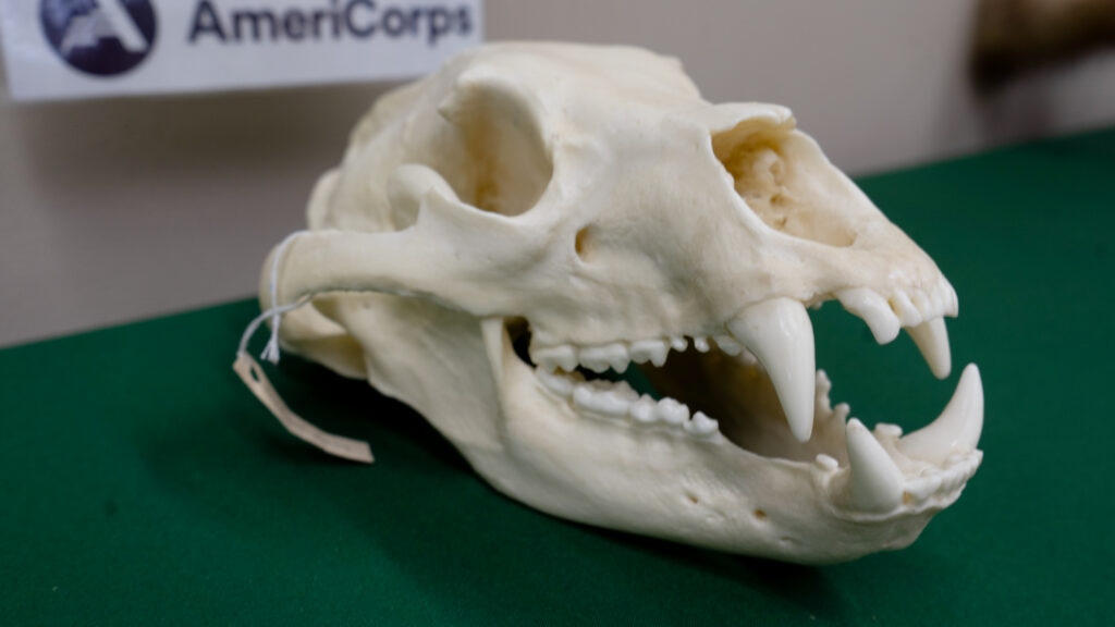 Replica black bear skull on display at The Nature Place