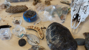 Skulls and Nature Objects for People to touch at The Nature Place