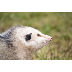 Overly Overlooked Overlooked Opossums