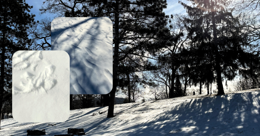 Winter snowprints at The Nature Place