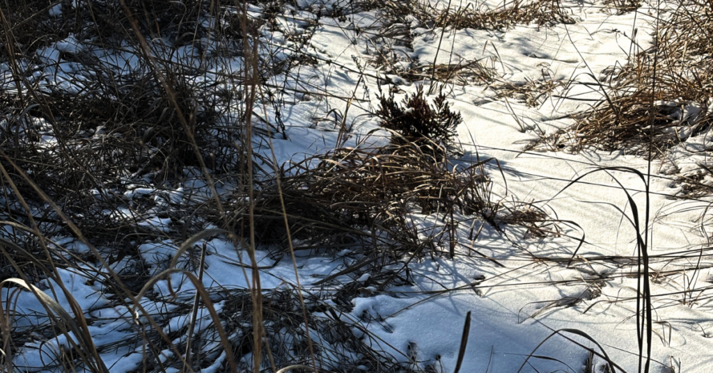 Winter at The Nature Place