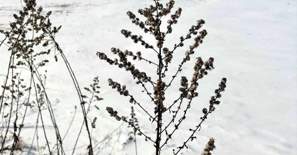 Winter Dormancy at The Nature Place