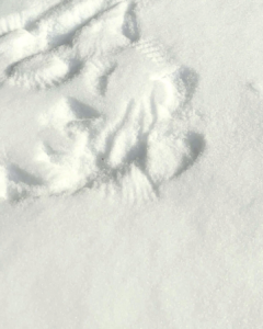 Wing prints in the snow outside The Nature Place