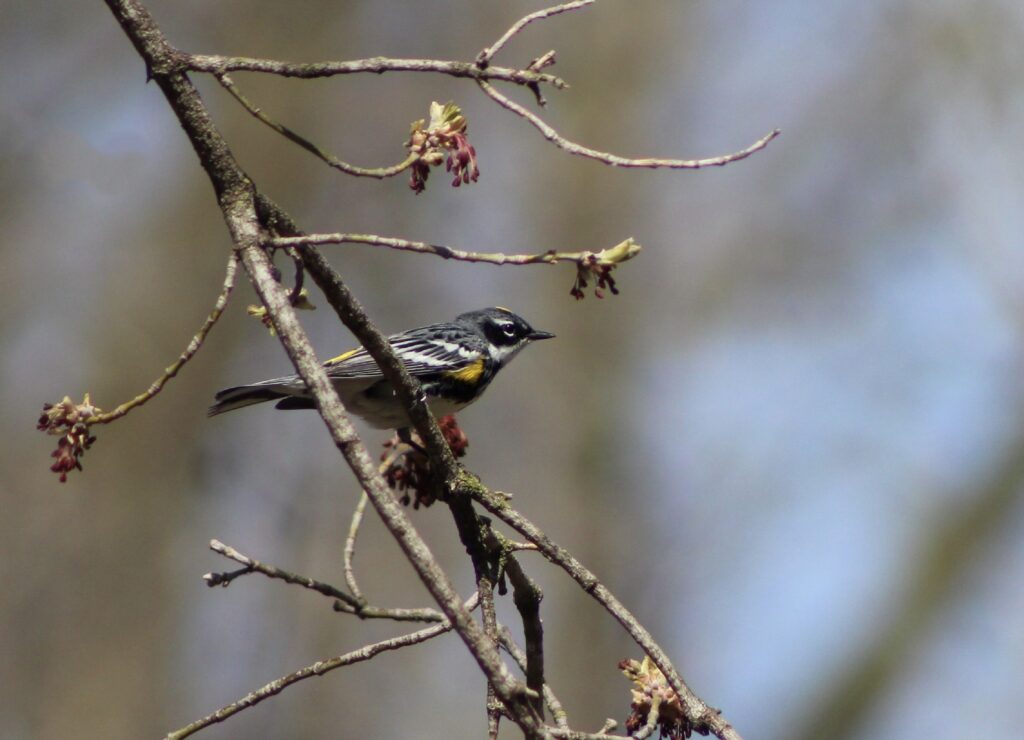 A Yellow-rumped Warbler perched in a branch.