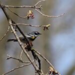 Great Backyard Bird Count in La Crosse