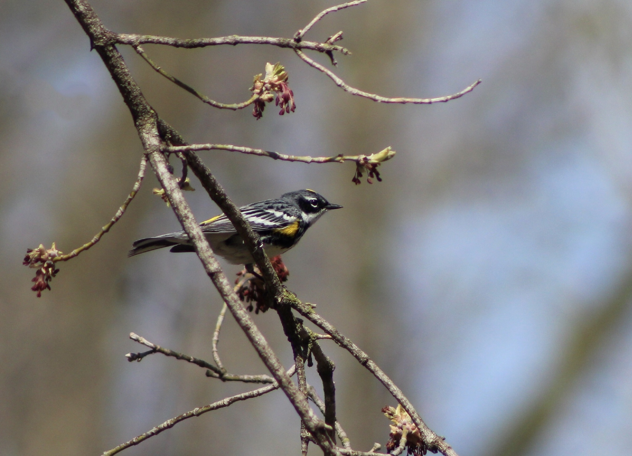 Great Backyard Bird Count in La Crosse