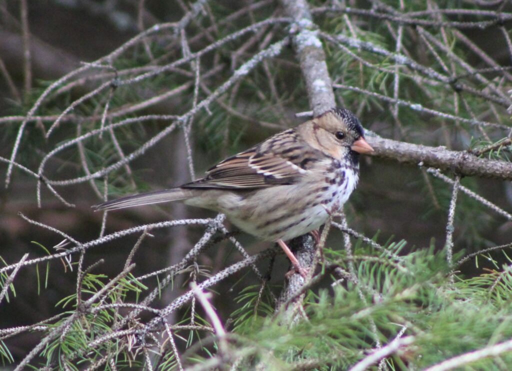 A close-up photograph of a Harris's Sparrow sitting in a pine tree.