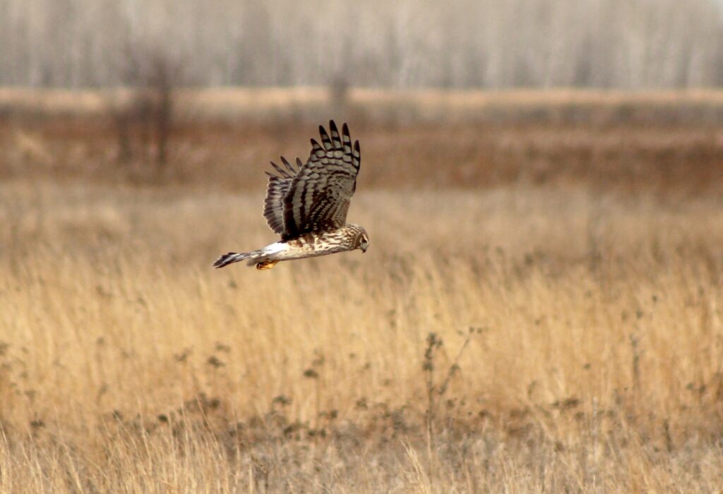 A Northern Harriers flying above the Buena Vista Grasslands.