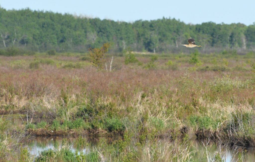 A distant shot of an American Bittern flying above a grass habitat.
