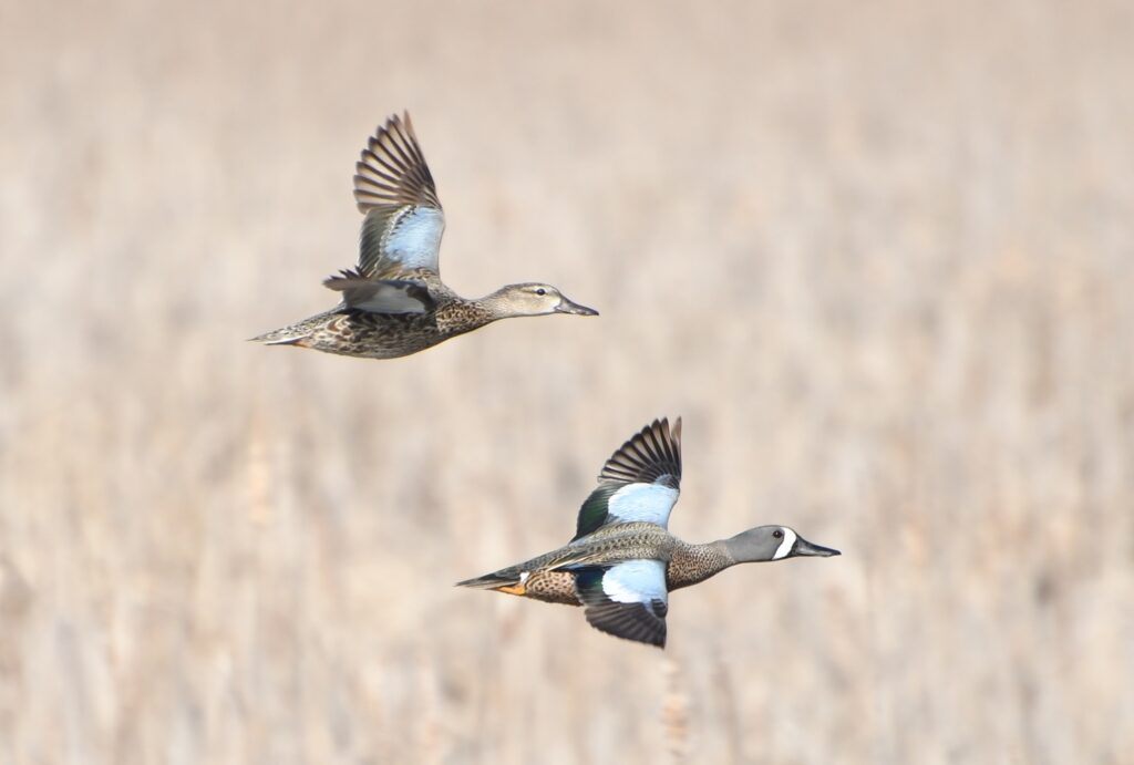 Two Blue-winged Teal flying above a trail.